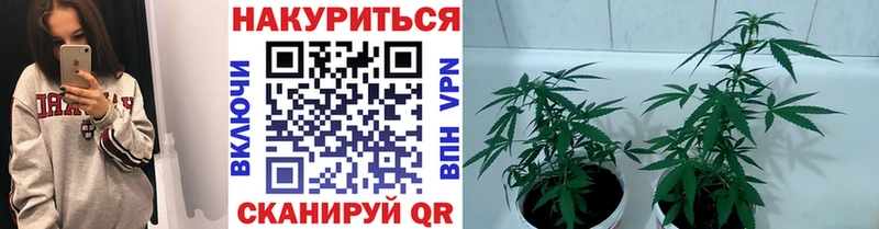 Бошки марихуана VHQ  darknet наркотические препараты  Ивангород  где продают наркотики 